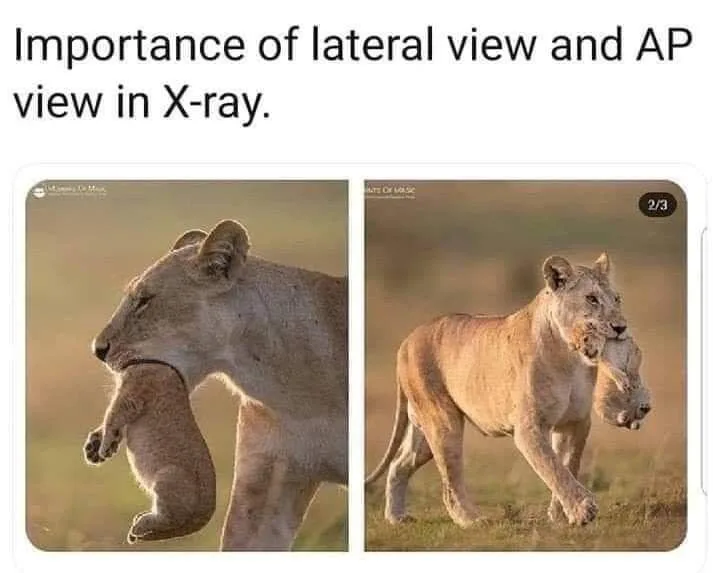 perspective meme