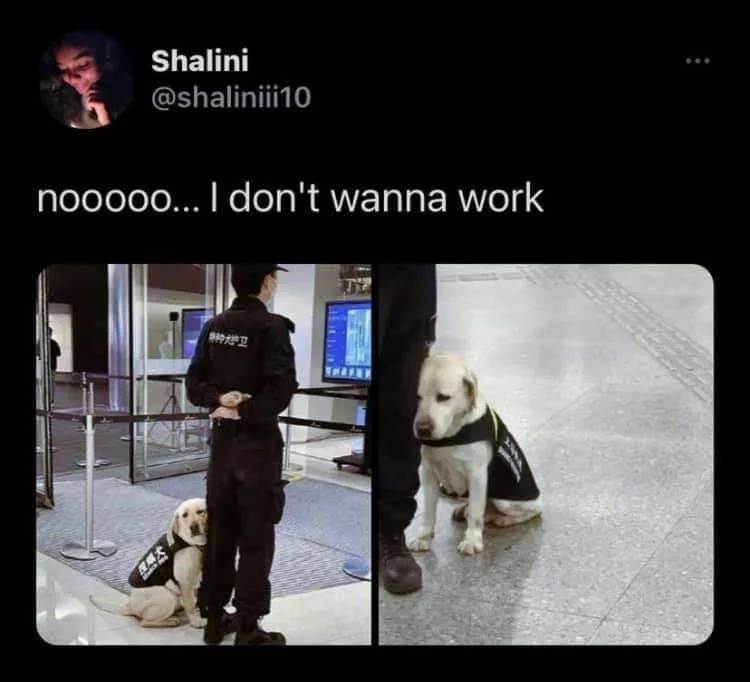 drug-sniffing dog meme