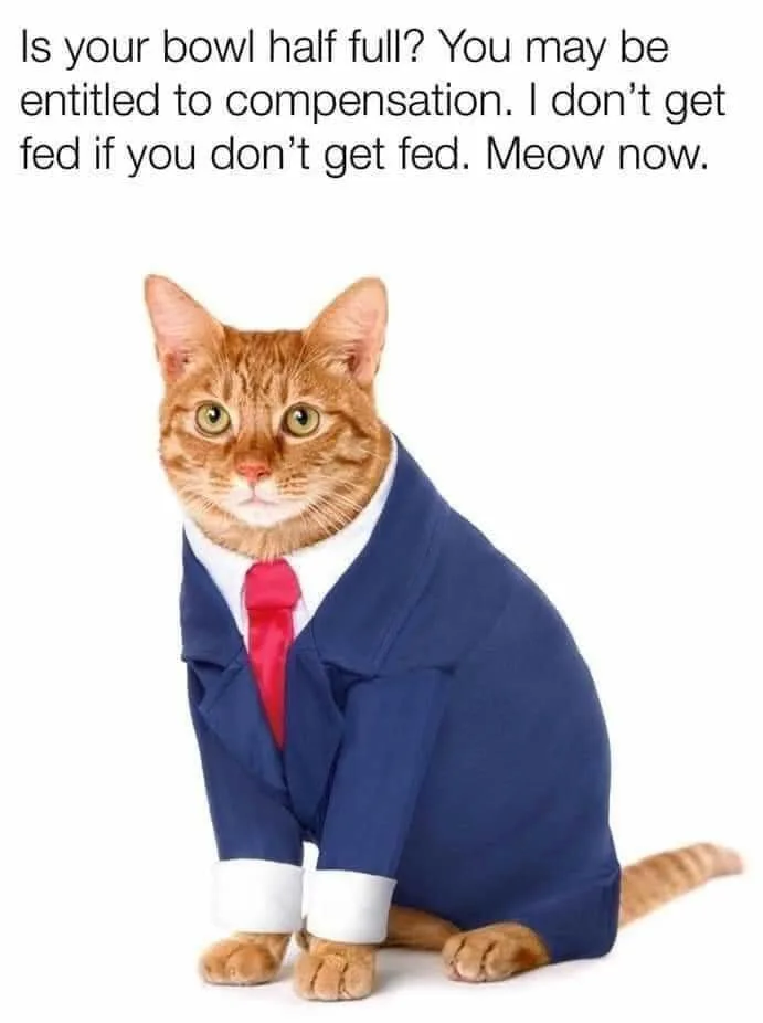 cat food meme