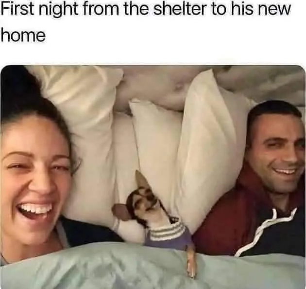 animal shelter meme