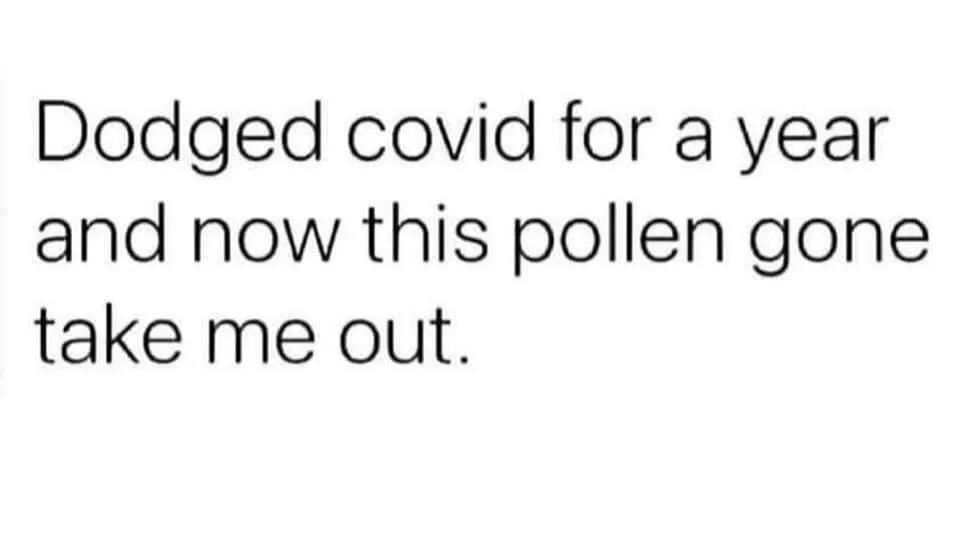 allergy meme