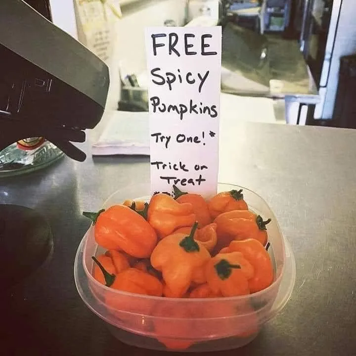 pumpkin meme