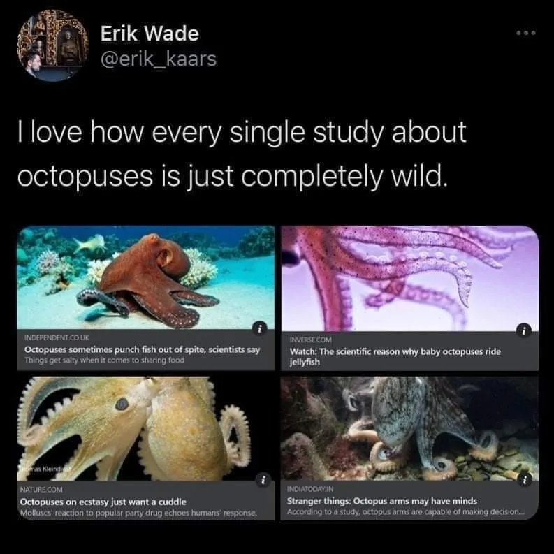 octopus meme