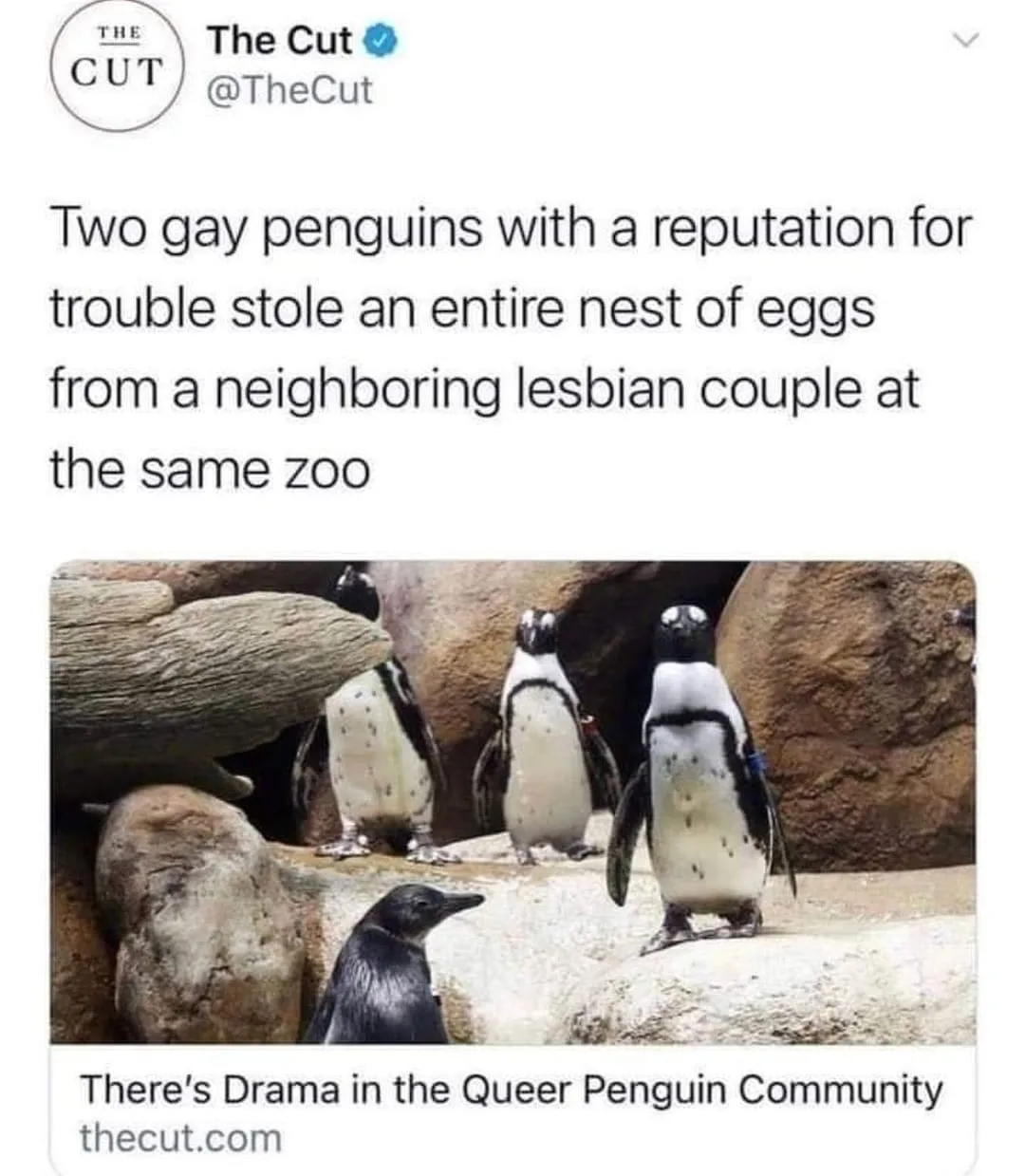 gay meme