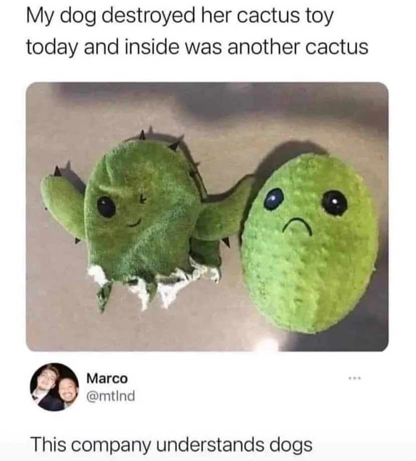 cactus meme