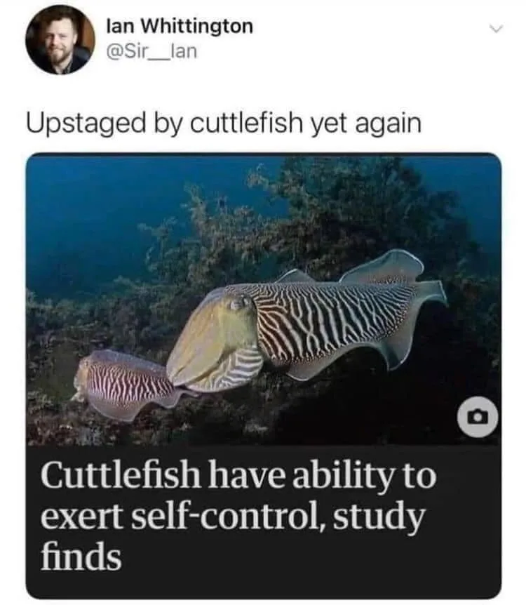 cuttlefish meme