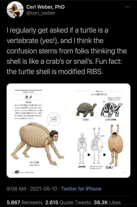 turtle meme