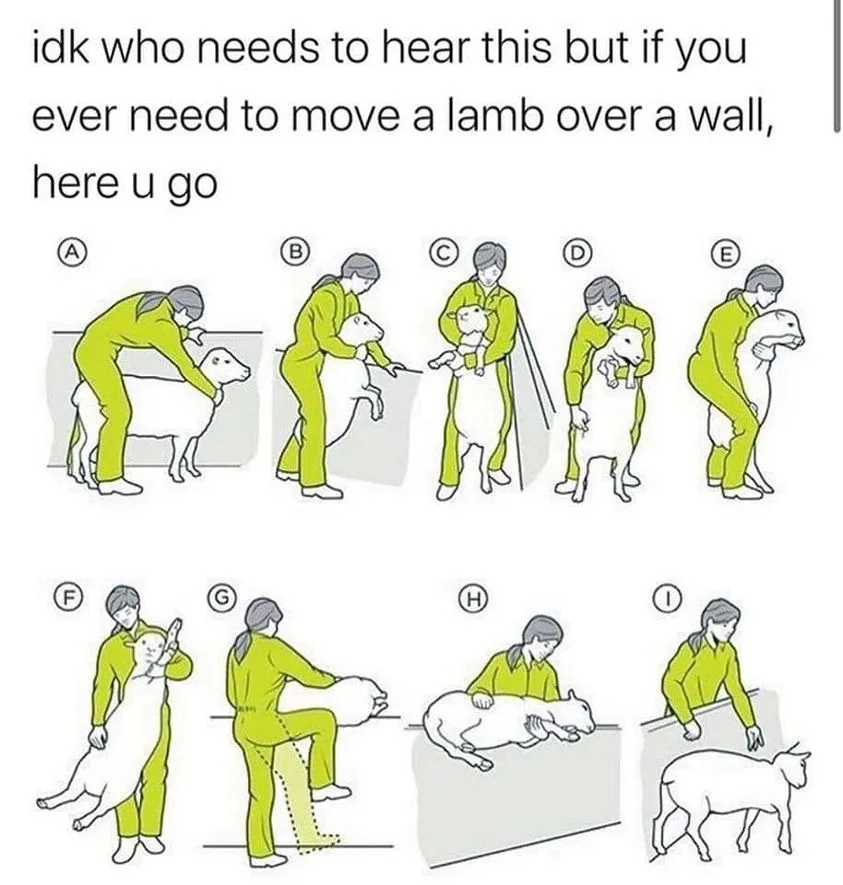 lamb meme