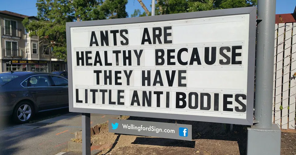 ant meme