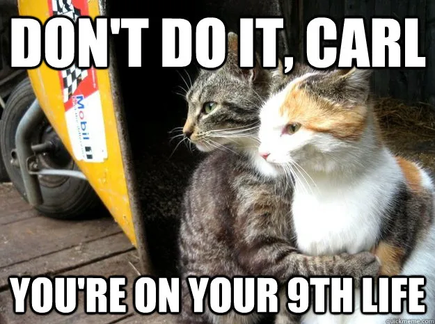 cat meme
