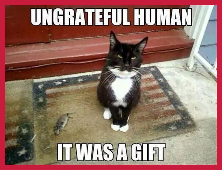 cat meme