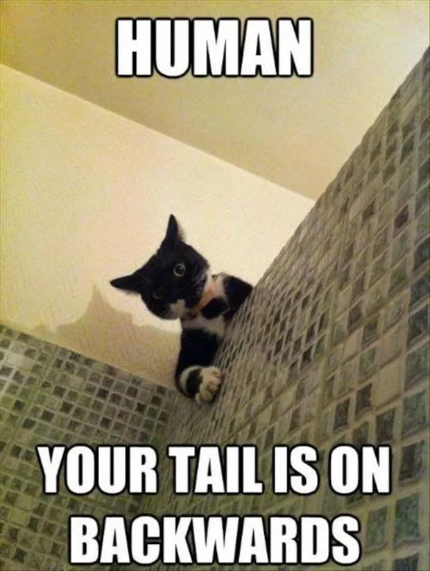 cat meme
