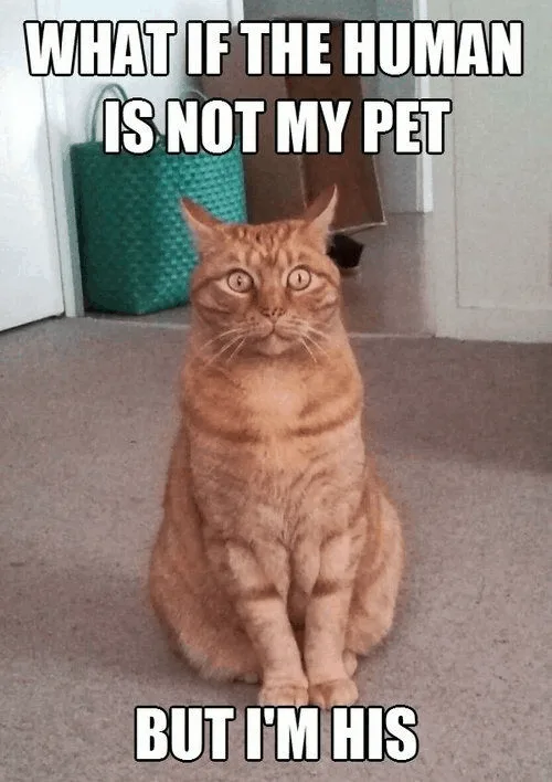 cat meme