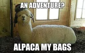 alpaca meme